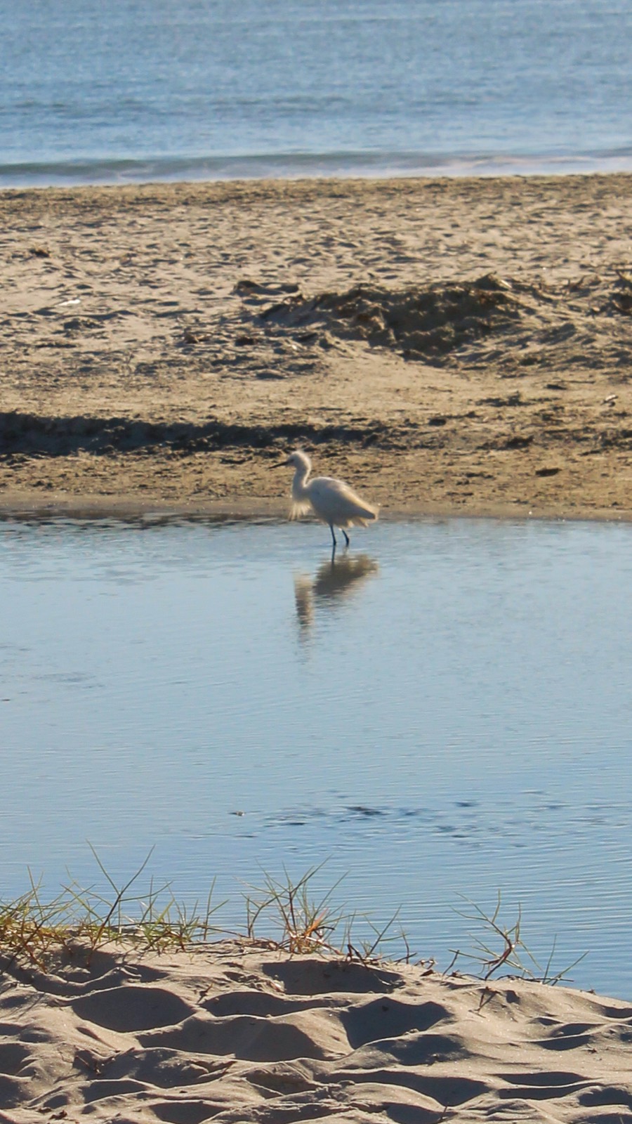 A lone seagull at the water’s edge on a wide, empty beach.