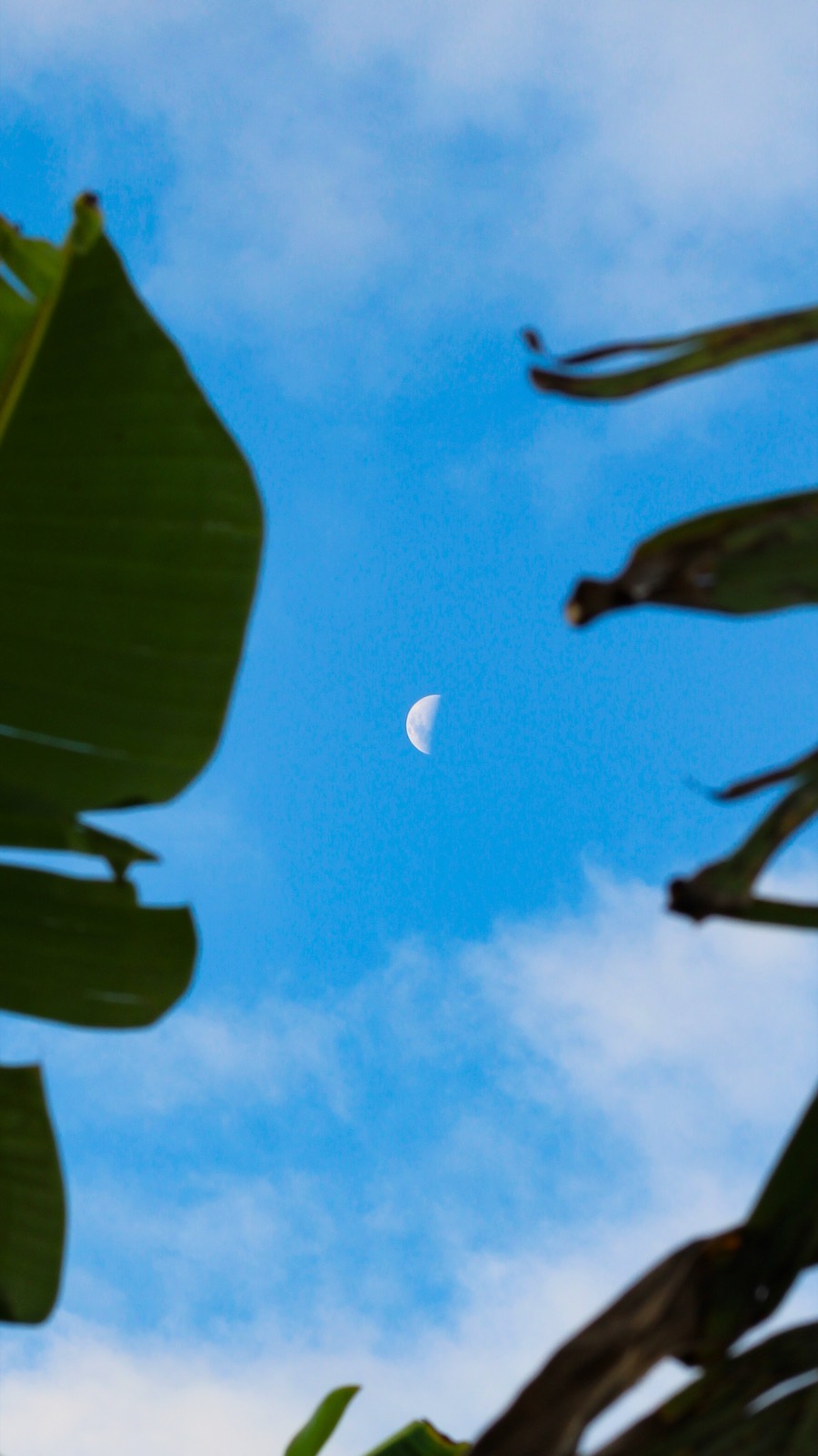 The moon in a daytime blue sky, framed by out-of-focus tropical leaves.