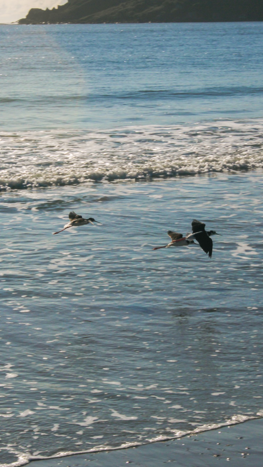 Seabirds skimming low over breaking waves at the shore.