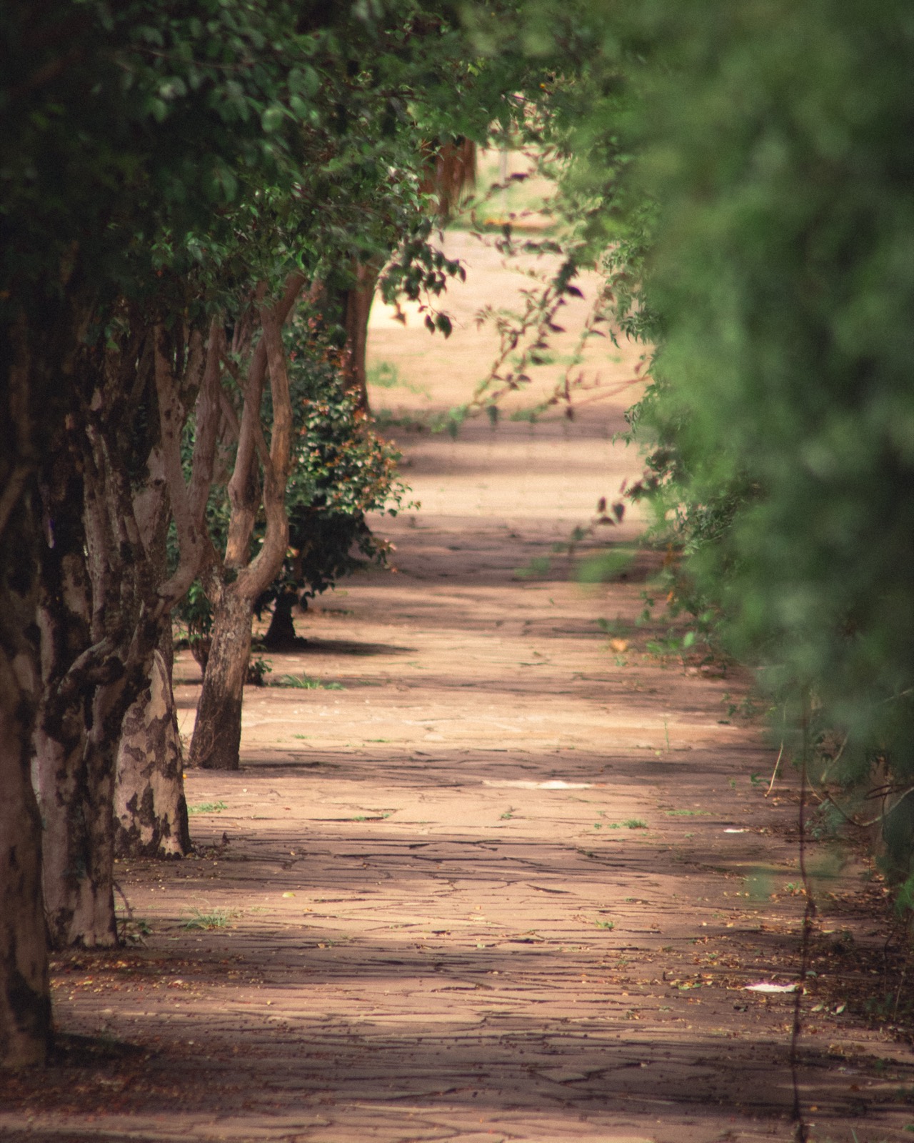 A quiet tree-lined path fading into soft focus.