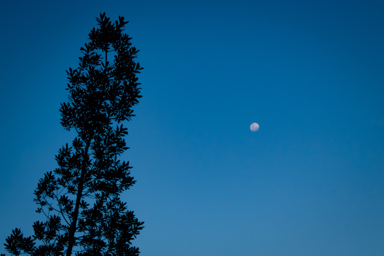 The silhouette of a bare tree against a deep blue sky with the moon.
