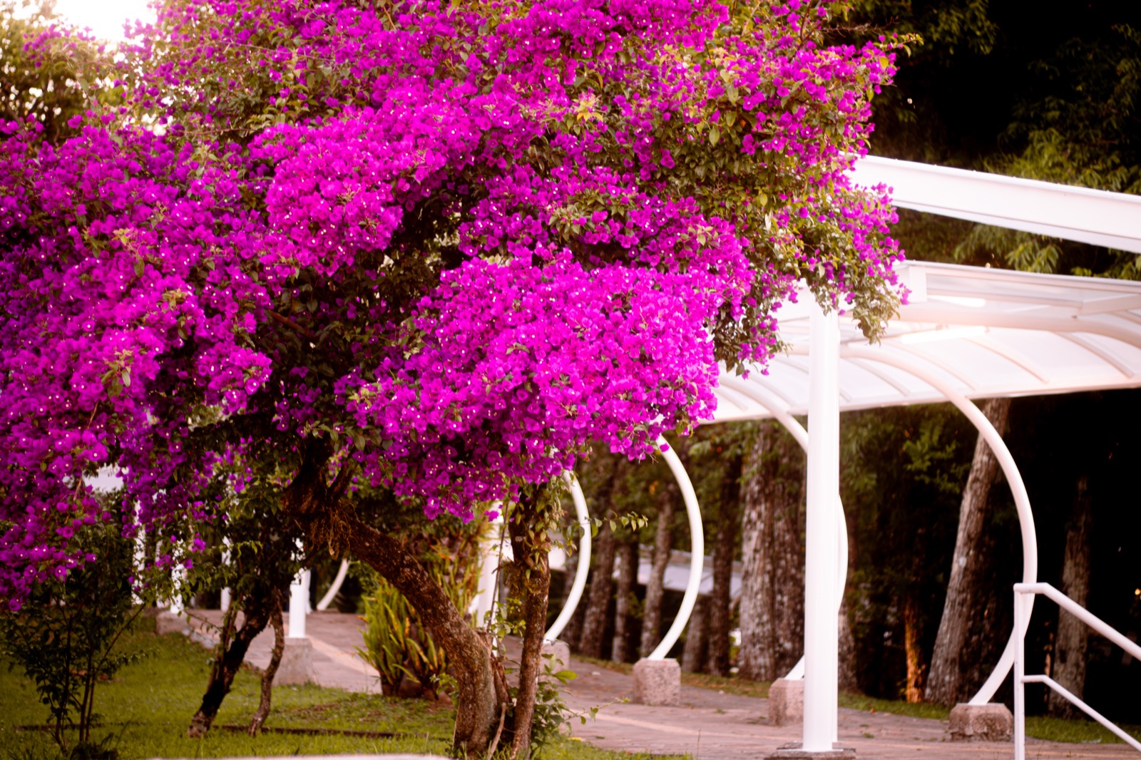 A tree ablaze with vivid pink bougainvillea beside a walkway.